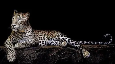 Quel dieu grec est associé à ces magnifiques félins ?