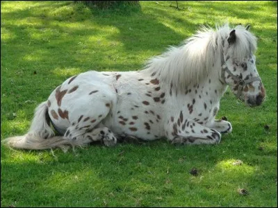 Il est le plus petit cheval du monde, une ancienne reine d'Angleterre l'élevait comme un animal de compagnie avec 4 autre poneys de sa race...Qui est-il?
