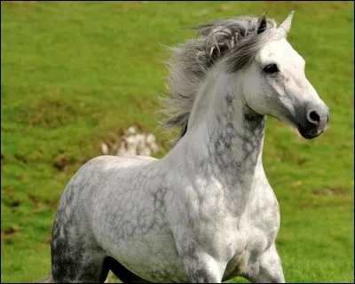 Wow, il est tellement beau ce magnifique cheval, mais pouvez-vous me dire quelle est sa race?