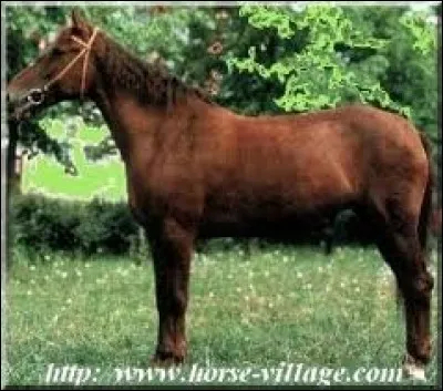 Il est beau, mais mince j´ai une lacune, j´ai oublié sa race, la connaissez-vous?