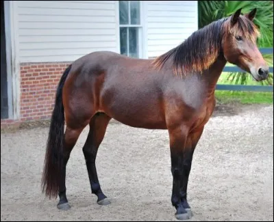Il fait autour de 1 m43 au garrot, il est noir bai et il pèse autour de 300 kg, il vient de la province du Sichuan... Qui est-il?