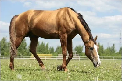 Regardez! On dirait qu´il est en or, pouvez-vous dire à son propriétaire quelle est sa race?