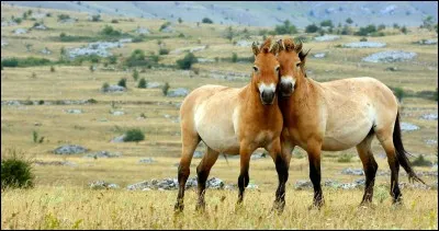 Il est le seul cheval restant sauvage, il vit en Mongolie au plein coeur de l´Asie... Qui est-il?