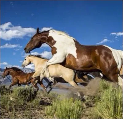 Il vit partiellement à l'état sauvage, certaines personnes qui s'appellent les cowboys l'utilisent pour les élevages de vaches, il était le moyen de transport et de chasse favori des Indiens...Qui est-il?