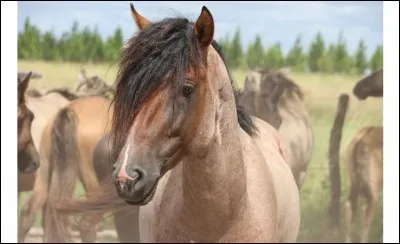 Il est magnifique, quelle est sa race?