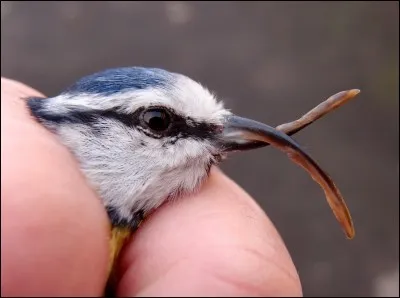 En quelle ann&eacute;e se d&eacute;roula la bataille de Tit ?