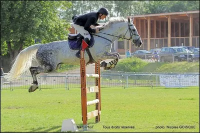 En saut d'obstacles quelle est la phase où le cheval "vole"?