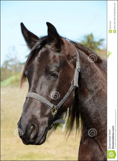 Un cheval qui a les oreilles franchement pointées en avant et l'encolure soutenue est un...