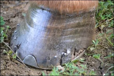 Vous graissez les pieds de votre monture...