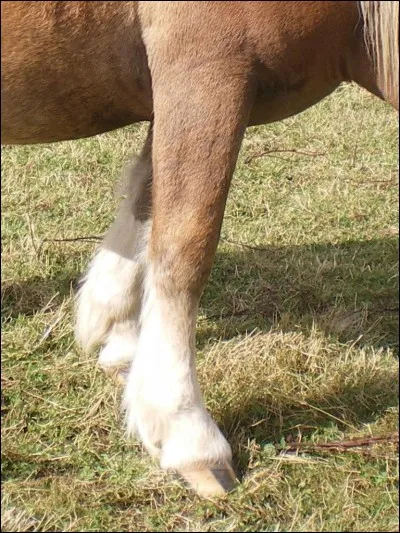 Comment s'appellent les membres avant du cheval ?