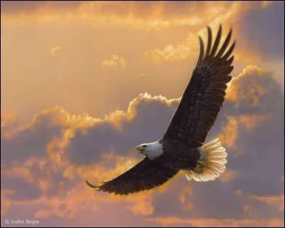 Quel est l'animal terrestre le plus rapide ?