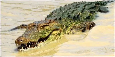 Les crocodiles marins peuvent vivre jusqu'à...