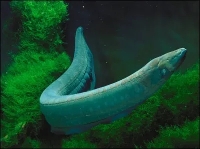 Les anguilles électriques sont une espèce de..