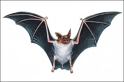 Les chauves-souris utilisent leur (...) pour voir dans le noir.