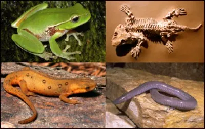 Les amphibiens vivent...