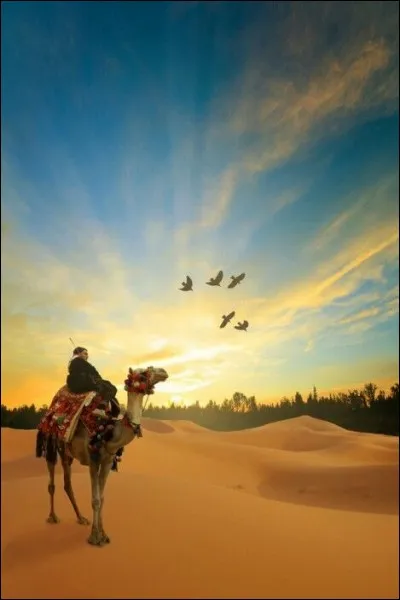 Les chameaux ont quatre paupières afin de mieux se protéger des tempêtes de sable.