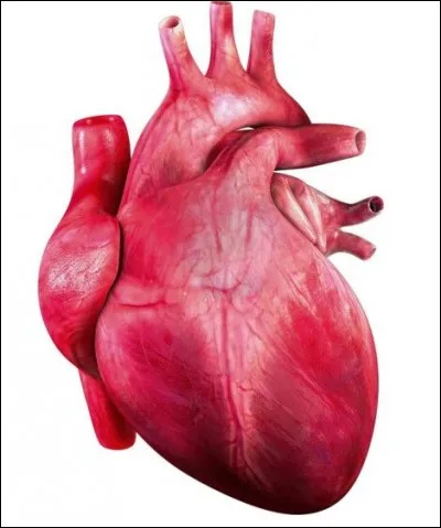 En moyenne, combien de fois le cur humain bat-il par jour ?