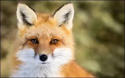 Combien mesure la queue d'un renard ?