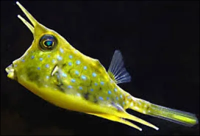 De quoi est faite la carapace du poisson-vache ?