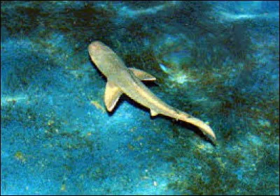 Combien mesure le requin-chat pygmée ?