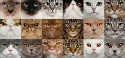 Combien y a-t-il de races de chats ?