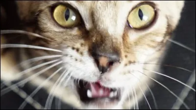 Comment s'appelle son chat femelle ?