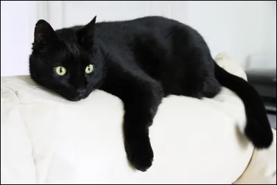 Dans quel pays les chats noirs sont-ils considérés comme porte-bonheur ?