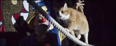 Dans quel pays a été lancé le concept d'un spectacle dont les acteurs sont tous des chats ?