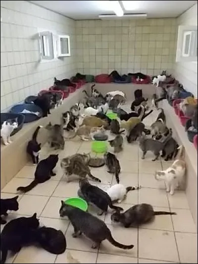 Parlons maintenant d'un record mondial. 
À combien de chatons une chatte a-t-elle donné naissance dans sa vie ?