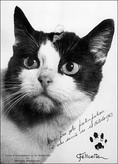 En quelle année Felicette, un chat, est-il allé dans l'espace ?