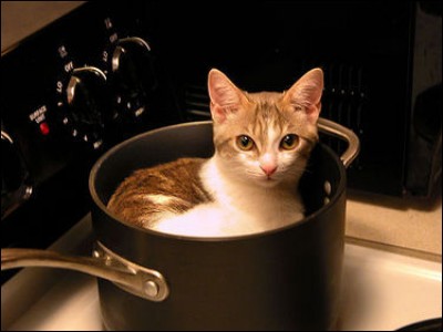 Chaque année, combien de chats sont mangés en plat principal ?