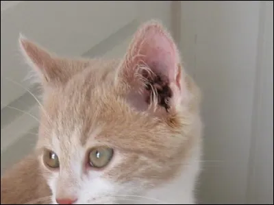 Combien de muscles le chat possède-t-il pour contrôler ses oreilles ?