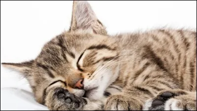 On dit tout le temps que les chats sont de gros dormeurs ; c'est bien vrai ! Quel pourcentage de leur vie les chats passent-ils à dormir ?