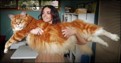 Quelle taille faisait le chat le plus long du monde quand il était allongé ?