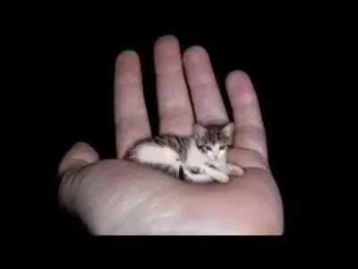 Passons maintenant au plus petit chat du monde. Quelle taille fait-il ?