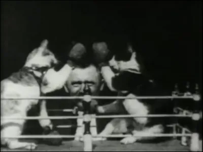 De quand date la plus ancienne des vidéos de chat ?