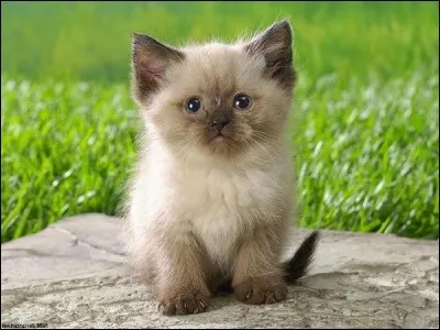 D'après une étude, avoir un chat réduirait le risque d'avoir...