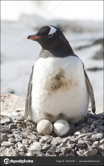 Lorsque la femelle manchot construit son nid, elle a besoin de cailloux, beaucoup de cailloux, et tous les moyens sont bons pour s'en procurer !