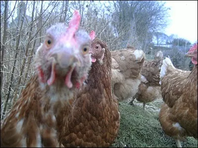 Nous disons, quand nous avons froid ou peur, que nous avons "la chair de poule", mais les anglais choisissent une autre volaille, laquelle ?