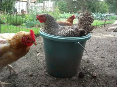 Nous disons, quand quelqu'un n'est pas courageux, qu'il est une "poule mouillée", les anglais disent... ?