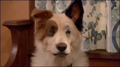 Comment se nomme ce chien ?