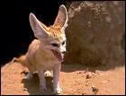 Animaux. Animal surnomm le renard du dsert ?