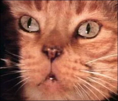 Ce joli chat roux se prénomme Jones (surnommé Jonesy), et a pour maîtresse une femme forte. Dans quel film le voit-on circuler ?