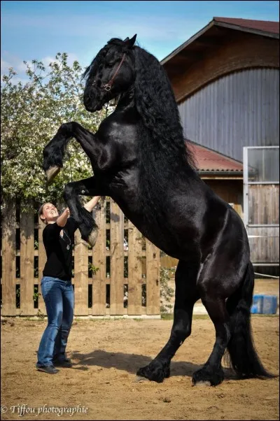 Quelle est la partie que le cheval craint et où il ne faut pas s'asseoir ?