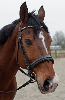 Quiz Chevaux