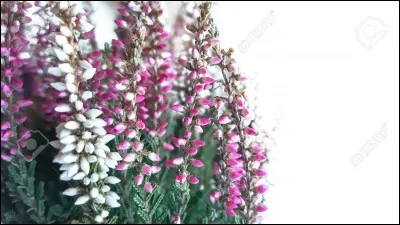 Quel fut le premier amour de Plume Grise ?