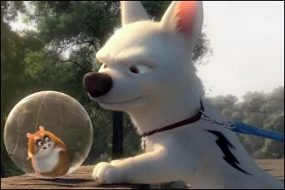 Dans quelle ville, les films dans lesquels jouent Volt et Penny sont-ils tournés ?