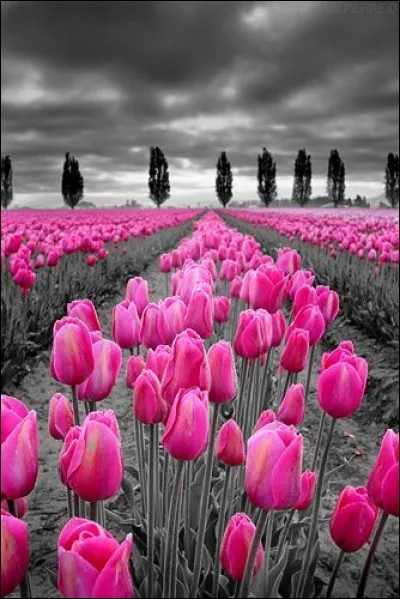 Dans quel pays se passait le crime dans le titre d'un roman de Georges Simenon ?