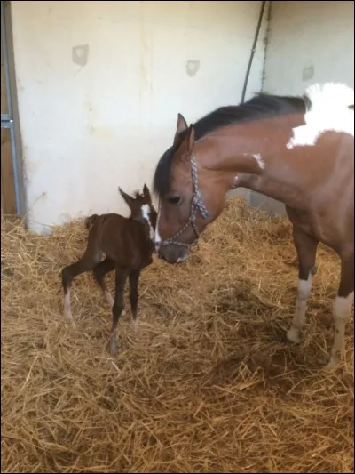 Quel est le temps de gestation de la jument
