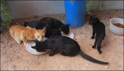 Trouve l'intrus : Plume d'Oie, Brume de Givre, Feuille de Lune, Écorce de Chêne.